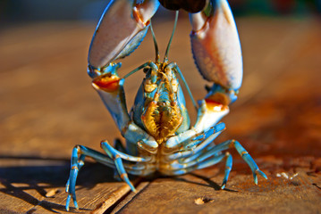 Yabby shrimp, blue Yabby shrimp, blue Yabby shrimp from Thailand country
