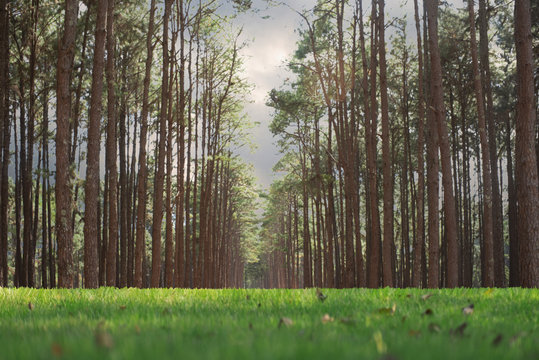 Green field and pine forests © Songsak C