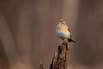 Brambling, Fringilla montifringilla