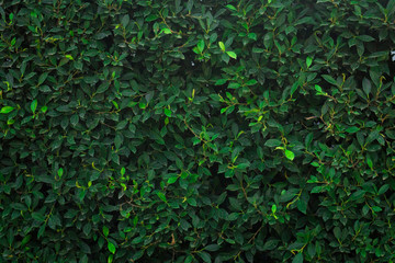 Green tree wall for closeup textured background pattern