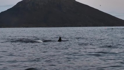 orcas and humpback whales hunting for herrings in the fjords of Norway in winter