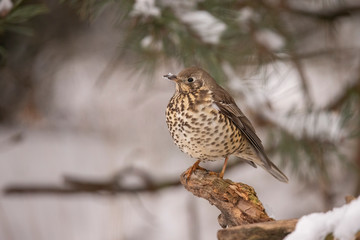 Thrush, Turdidae