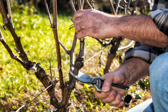 Caucasian farmer winegrower at work in an old vineyard, performs the pruning of the vine with professional scissors. Traditional agriculture.