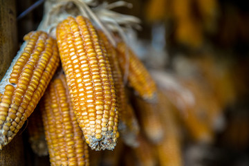 Dry corn