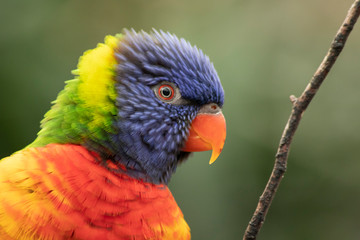 Lori, small Parrot