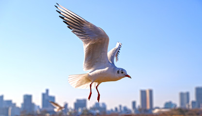 青空を飛ぶかもめ