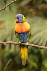 Lori, small Parrot