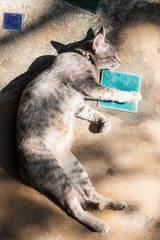 Fototapete bei efototapeten.de bestellen   