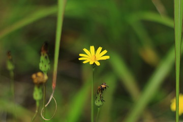 黄色の一輪花