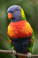 Lori, small Parrot