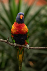 Lori, small Parrot