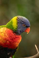 Lori, small Parrot