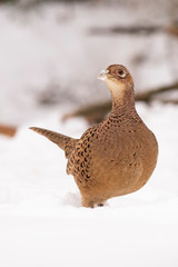 Pheasant in the Snow