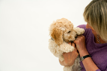 A cute 12 week old Cockapoo puppy bitch on a white background is playfully cuddled by her proud middle aged 50's  lady owner