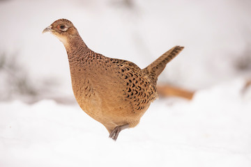 Pheasant in the Snow