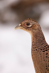 Pheasant in the Snow
