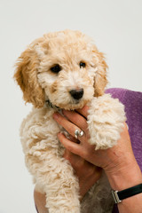 A cute 12 week old Cockapoo puppy bitch on a white background is playfully cuddled by her proud middle aged 50's  lady owner