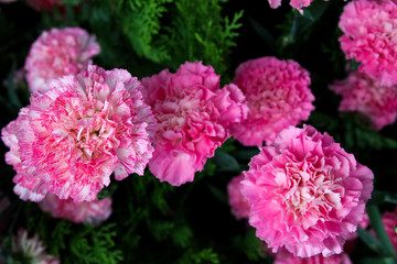 Pink Carnation flower blooming in garden close-up  top view Selective Focus.