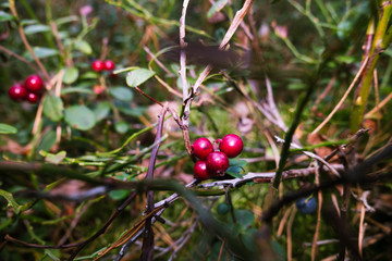 red berries on tree