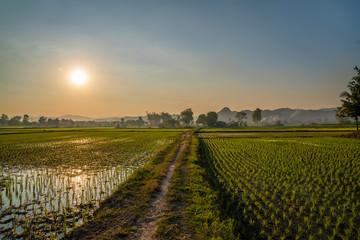 Sunset over farm rise field in Chiangmai, Thailand. Rice farming plantation. Concepts of farming, agriculture, summer