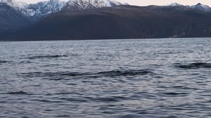 orcas and humpback whales hunting for herrings in the fjords of Norway in winter