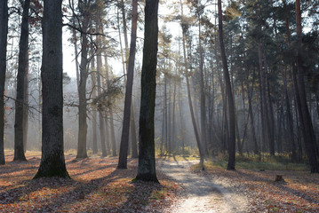 road in the forest