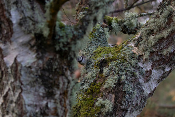 Crested tit, Lophophanes cristatus, passerine bird, perched and hidden on birch tree and lichen during snowless winter in scotland during january.