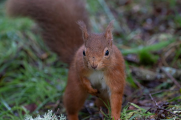 Naklejka na ściany i meble Red Squirrel, Sciurus vulgaris, close up portraits during winter in january with no snow in scotland, on ground and in birch tree.