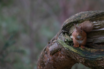 Red Squirrel, Sciurus vulgaris, close up portraits during winter in january with no snow in scotland, on ground and in birch tree.