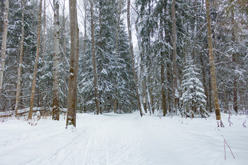 Forest winter snow in Russia