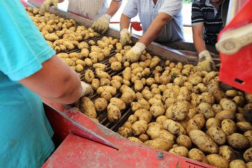 Erntehelfer beim landwirtschaftlichen Kartoffeln roden