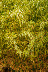 Lanscape of bamboo tree in tropical forest. Botanical garden background.