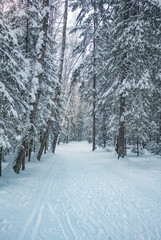 Forest winter snow in Russia