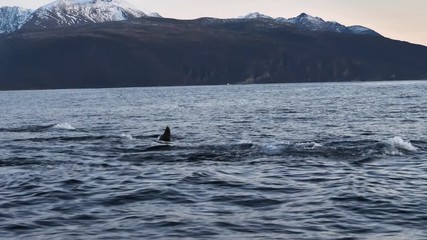 Orcas and humpback whales hunting for herrings in the fjords of Norway in winter