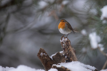 Robin, 