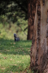 SQUIRREL TO THE HORIZON