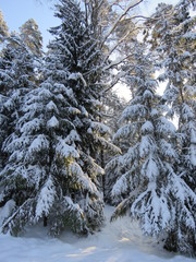 зима, снег, природа, солнечны день, мороз, деревья, ели