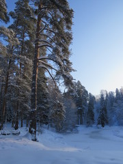 зима, снег, природа, солнечны день, мороз, деревья, сосна