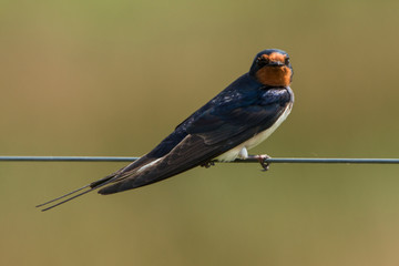 Swallow