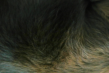 Dog fur texture