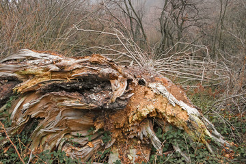 View of the forest in winter, with some large fallen trees.