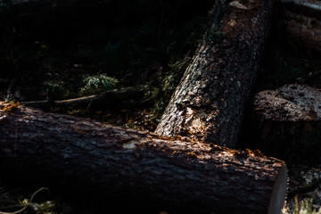 tree in the forest