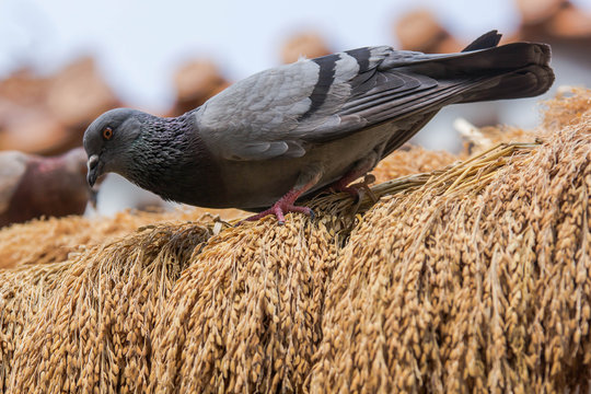 pigeon eating rice seeds