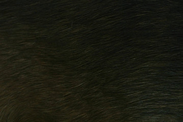 Dog fur texture