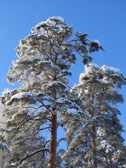 зима, снег, природа, солнечны день, мороз, деревья, сосны