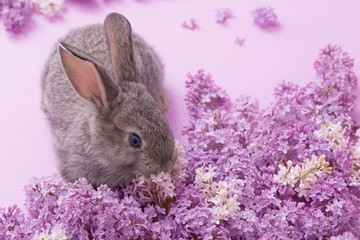 Naklejka premium bunny with lilac flowers on pink background