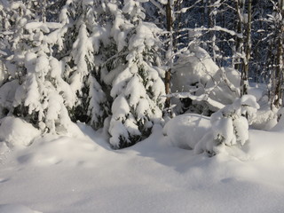 зима, снег, природа, солнечны день, мороз, деревья, ели
