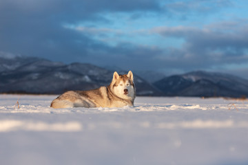 Obraz premium Beautiful and prideful siberian husky dog lying in the snow field in winter