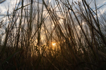 ์Nature evening light shines through the meadows.