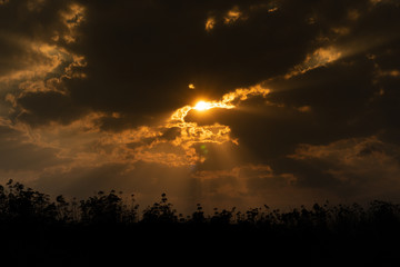 ฺNature background golden beam from the evening sky on Silhouette of forest.